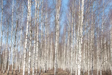 Gordijnen spring landscape with white birch trunks, trees without leaves in spring © ANDA