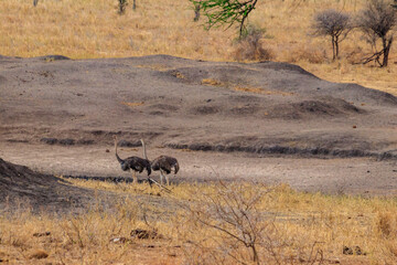 Two common ostrich (Struthio camelus) females in Tarangire National Park, Tanzania