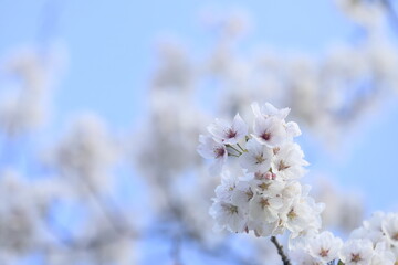 Obraz premium 日本の桜