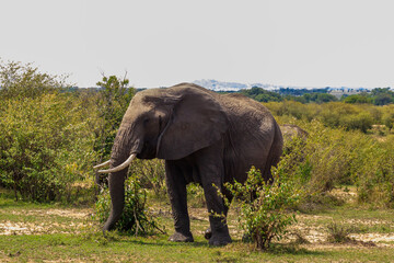 African elephant in savanna in Serengeti National park in Tanzania