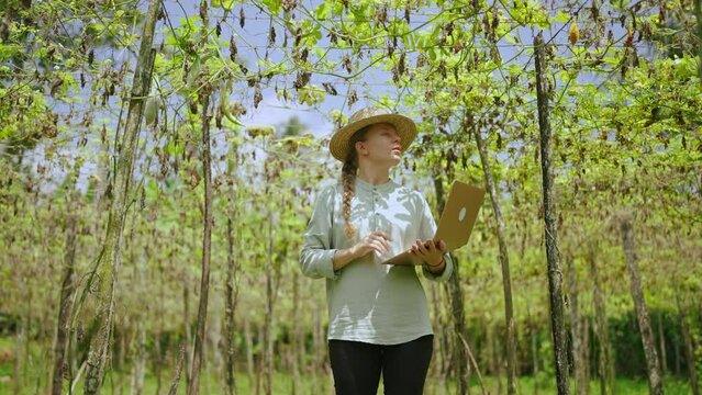 Female agronomist with laptop examines vegetable harvest on farm. Young woman farmer checking green bottle gouds enters the data into computer. Modern agribusiness concept. Harvest loss.