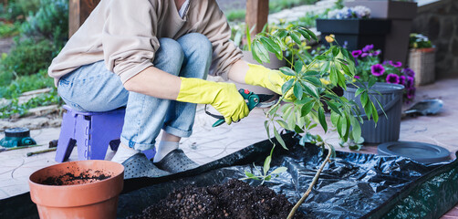 Young Caucasian woman replants a plant schefflera into a new pot on the terrace of a country cottage, caring for plants concept