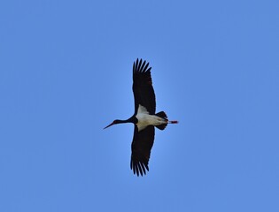 Schwarzstorch (Ciconia nigra) im Flug