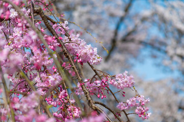 七分咲きの枝垂れ桜