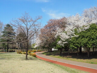 日本の春の公園