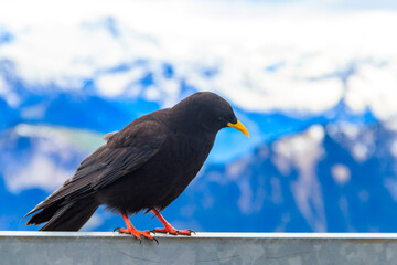 Alpine chough or yellow-billed chough (Pyrrhocorax graculus) in the mountain nature habitat in Alps, Switzerland
