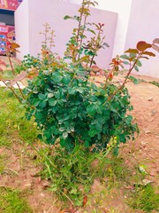 flowers in the garden plant, nature, flower, garden, flowers, wall, leaf, leaves, summer, gardening, flora, bush, spring, plants, bloom, outdoors, red, vegetable, growth, tree, pink, field, closeup