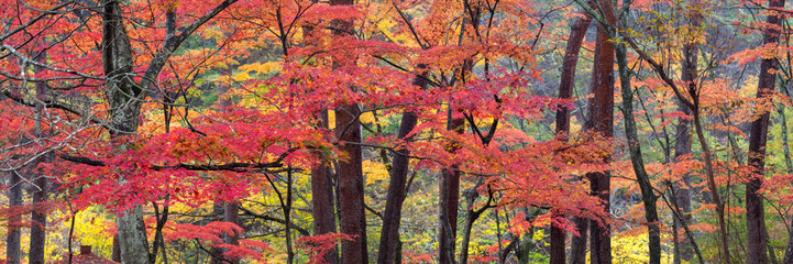 Red maple leaves in the forest during autumn season - 778730930