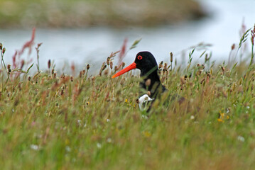 Huîtrier pie, nid,.Haematopus ostralegus , Eurasian Oystercatcher