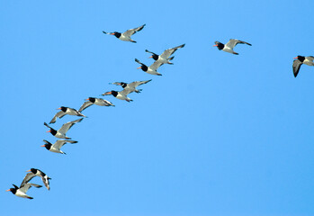 Huîtrier pie, .Haematopus ostralegus , Eurasian Oystercatcher