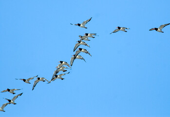 Huîtrier pie, .Haematopus ostralegus , Eurasian Oystercatcher