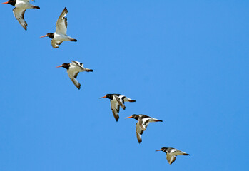 Huîtrier pie, .Haematopus ostralegus , Eurasian Oystercatcher