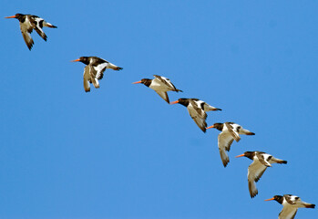 Huîtrier pie, .Haematopus ostralegus , Eurasian Oystercatcher