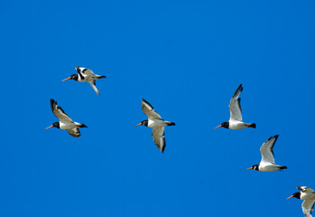 Huîtrier pie, .Haematopus ostralegus , Eurasian Oystercatcher