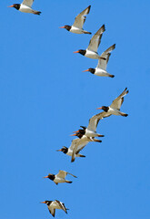 Obraz premium Huîtrier pie, .Haematopus ostralegus , Eurasian Oystercatcher