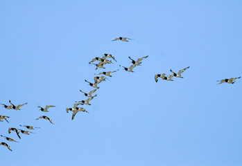 Huîtrier pie, .Haematopus ostralegus , Eurasian Oystercatcher