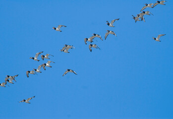 Huîtrier pie, .Haematopus ostralegus , Eurasian Oystercatcher