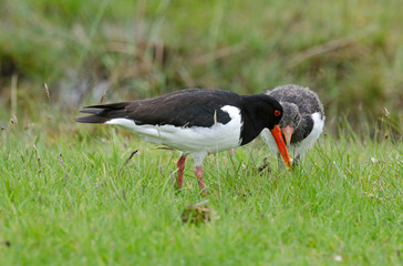 Huîtrier pie, nid, .Haematopus ostralegus , Eurasian Oystercatcher, immature