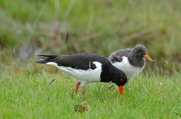 Huîtrier pie, nid, .Haematopus ostralegus , Eurasian Oystercatcher, immature