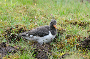 Huîtrier pie, nid, .Haematopus ostralegus , Eurasian Oystercatcher, jeune