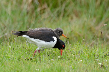 Huîtrier pie, nid, .Haematopus ostralegus , Eurasian Oystercatcher, immature