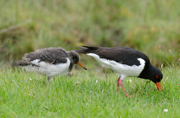 Huîtrier pie, nid, .Haematopus ostralegus , Eurasian Oystercatcher, immature