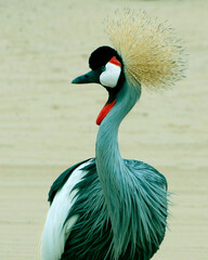 Naklejka premium grey crowned crane, also known as the African crowned crane, golden crested crane in close up