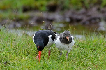 Huîtrier pie, nid, .Haematopus ostralegus , Eurasian Oystercatcher, immature