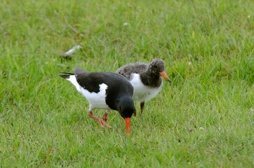 Huîtrier pie, nid, .Haematopus ostralegus , Eurasian Oystercatcher, immature