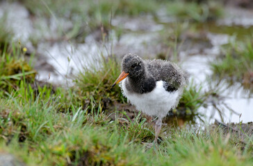 Huîtrier pie, nid, .Haematopus ostralegus , Eurasian Oystercatcher, jeune