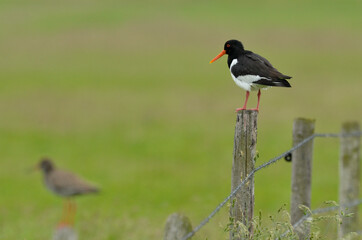 Huîtrier pie, .Haematopus ostralegus , Eurasian Oystercatcher