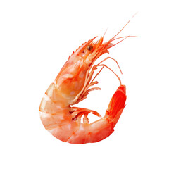 A shrimp on a transparent background