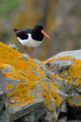 Fototapeta premium Huîtrier pie, .Haematopus ostralegus , Eurasian Oystercatcher