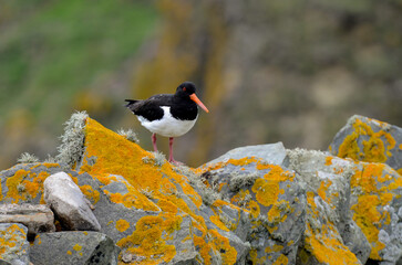 Huîtrier pie, .Haematopus ostralegus , Eurasian Oystercatcher
