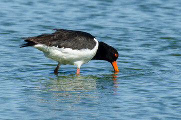 Huîtrier pie, .Haematopus ostralegus , Eurasian Oystercatcher