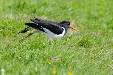Huîtrier pie, .Haematopus ostralegus , Eurasian Oystercatcher
