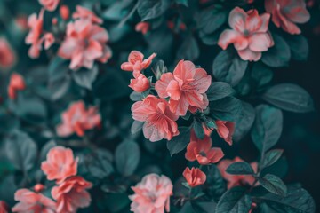 Blossom Beauty: Exploring Flowers