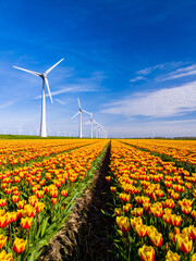 A vibrant field of yellow and red tulips dances in the spring breeze, framed by majestic windmills