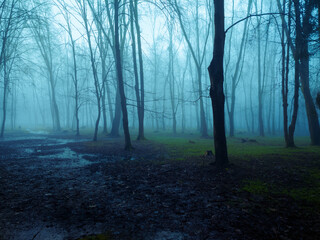 Mysterious forest in thick fog. Trees overgrown with moss. Gloomy autumn woods in the morning. Atmospheric landscape.