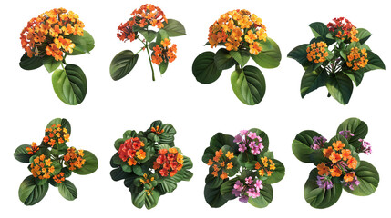 Lantana digital art collection, vibrant floral designs isolated on transparent background for creative projects