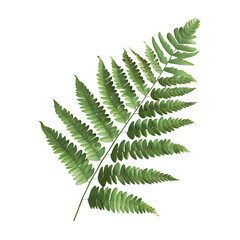 Green leaf with Transparent Background