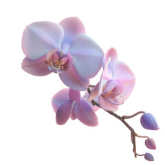 A pink flower on stem with Transparent Background