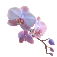 Obraz premium A pink flower on stem with Transparent Background