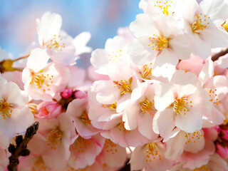 cherry blossoms in full bloom