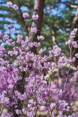 Fototapeta premium Rhododendron mucronulatum, Korean rhododendron rosebay Azalea shrub flowers blooming in spring in Korea