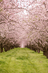 Fototapeta premium blossoming almond orchard. Beautiful trees with pink flowers blooming in spring in Europe. Almond blossom.