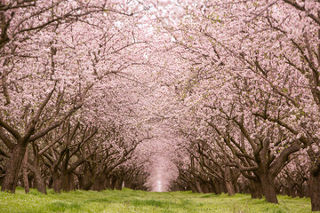 blossoming almond orchard. Beautiful trees with pink flowers blooming in spring in Europe. Almond...