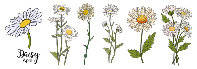 Daisy, April Birth month flower colored outline vector illustrations set isolated on transparent background. Floral Modern minimalist design for logo, tattoo, wall art, poster, packaging.