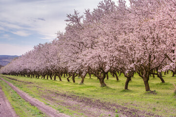 blossoming almond orchard. Beautiful trees with pink flowers blooming in spring in Europe. Almond blossom.