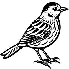    Bird silhouette  vector illustration.
